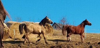 4l plavá kobyla ,x ČT,ČSP a 3l mix Qh - 6