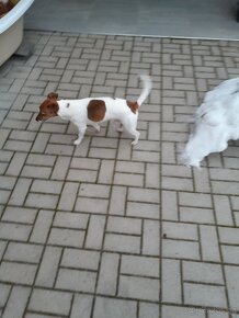 Jack Russell Teriér  ke krytí - 6