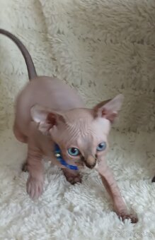 Kanadský sphynx - 6