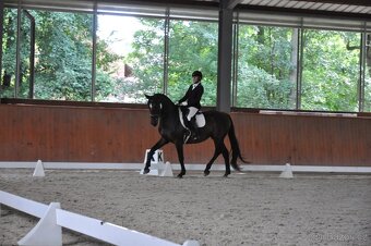 ČT - klisna - 6