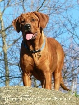 Tosa inu - nádherná štěňátka s PP- právě k odběru - 6
