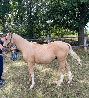 Krásný zlatý hřebeček Quarter horse, QH s výbornou povahou - 6