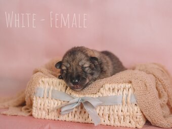 Prodej - štěňata Saarloosova vlčáka 🐺 - 6