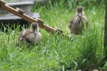 Mandarinská kachnička KAČÍRCI - 6