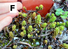 Skalničky - rozchodník - různé druhy, i barevné - 6