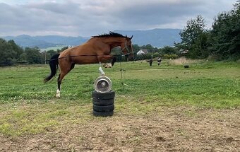 Všestranný valach - 6