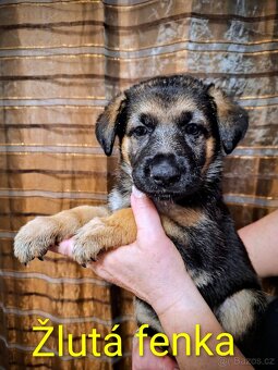 NĚMECKÝ OVČÁK - Štěňata s PP - 6