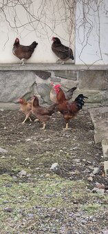 Kohouti na prodej - 6