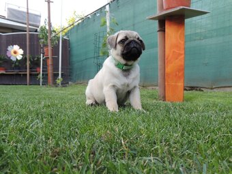 MOPS s PP.FCI - 6