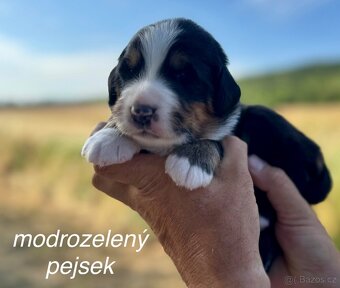 Bernský salašnický pes s PP - štěňátka - 6