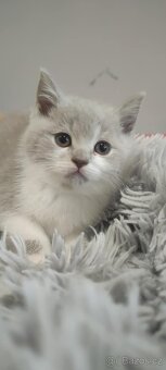 Britská koťata - 6