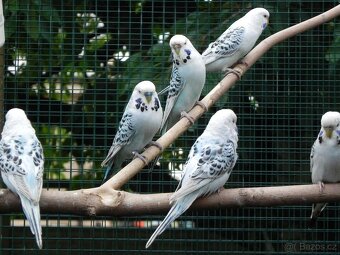 Andulky TCB - Texas Clear Body 2025 - 6