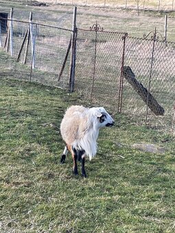 Ovce kamerunský beran - 6