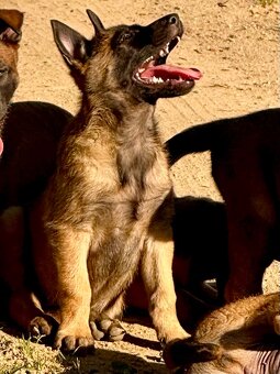 BELGICKÝ OVČÁK MALINOIS - 6