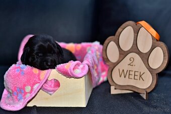 ŠTĚŇATA - LABRADORA - LABRADORSKÉHO RETRIEVERA S PP - 6