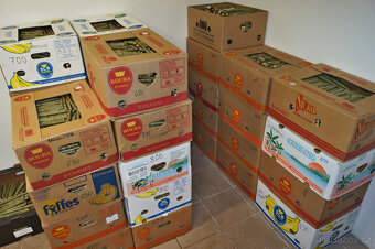 Sadba japonského topolu - 6