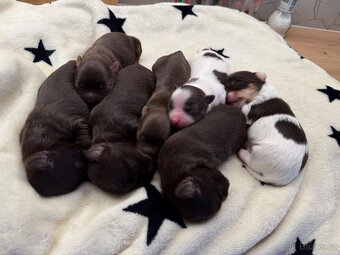 Jorkšírsky teriér s PP Fenky & kluci - 6