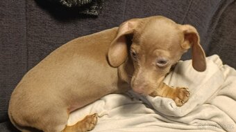 Jezevčík trpasličí pejsek bez PP - 6