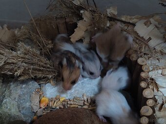 Křeček syrský - 6