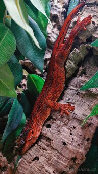 Rhacodactylus auriculatus 0.0.2 - 6