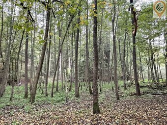 Prodej lesa o výměře 8 326m2 - 6