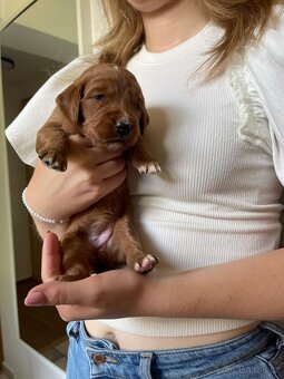 Štěňátka F2 Goldendoodle - 6