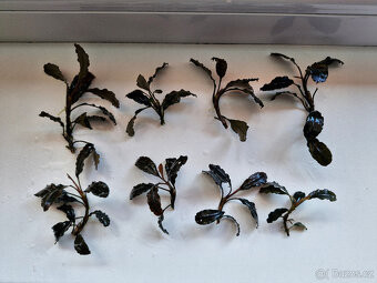 Becephalandra - 6
