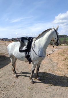 Bezkostrové sedlo Ludomar - 6