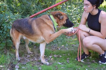 🐾 Tessar – mladý kříženec německého ovčáka a akita inu hled - 6