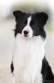 Krytí chovným psem plemene border kolie - 6