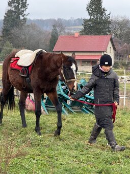 Hřebeček do rodiny - 6