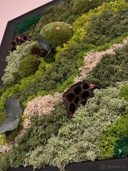 Set mechových obrazov - 6