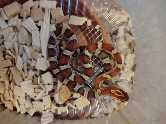 Užovka červená - 6