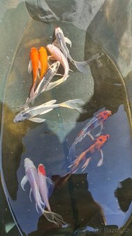 Koi kapr, karas, jeseter - 6