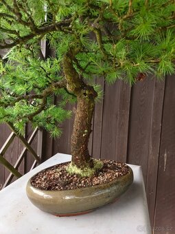 bonsai, bonsaj - 6