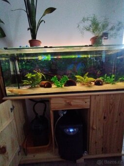 Axolotl - 6