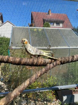 Korela chocholatá - 6