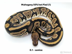 Krajta královská (Python regius) - mláďata - 6