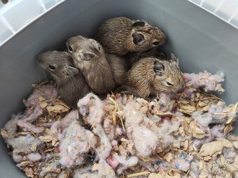 Osmák Degu s VP - 6