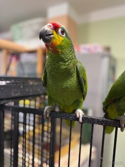 Krotký papoušek Amazoňan zlutolící - 6