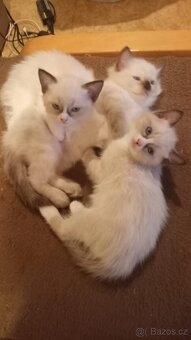 Kotátka Ragdoll bez PP - 6