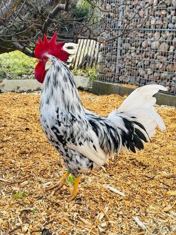 Vlaška exchequer - 6