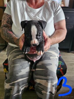 Štěňátka Pitbulla prodám - 6
