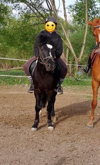 Pony valach - 6