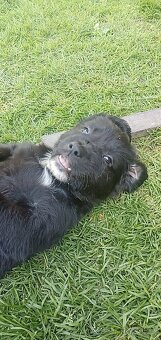 Štěně Labrador černý pejsci - 6