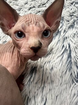 Kanadský sphynx - 6