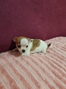 ČIVAVA KRÁTKOSRSTÁ MINI FENEČKA - 6