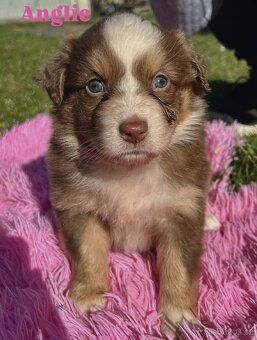 Australský ovčák bez PP - 6