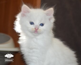 Ragdoll s PP – creme/red kocourek na výstavy a chov - 6