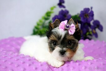 biewer yorkshire terrier s PP - 6